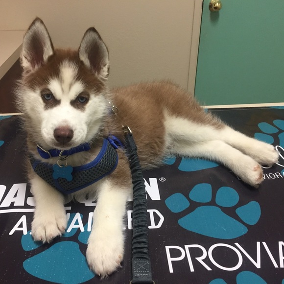 Meet your Posher - Picture 1 of 3